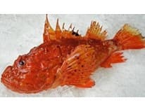 Ropušnice obecná kuchaná chlaz. váž. cca 1 - 1,5 kg