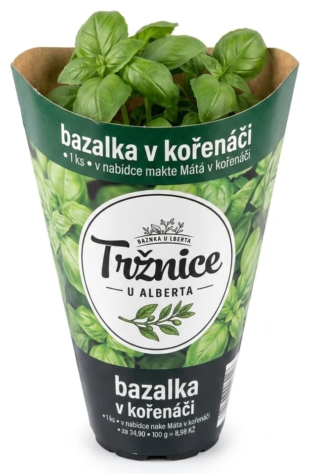 Albert Bazalka v kořenáči