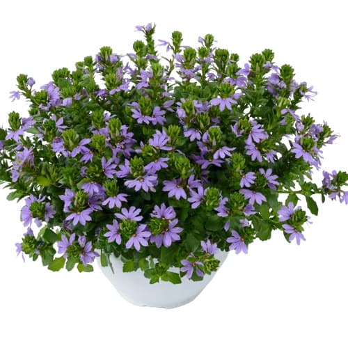 Vějířovka (Scaveola) Ø květináče 12 cm