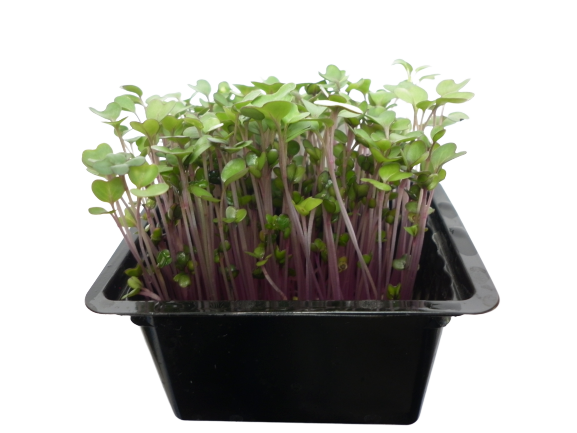 Microgreens – růžový kedluben, vanička