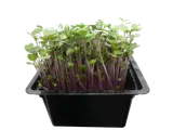 Microgreens – růžový kedluben, vanička