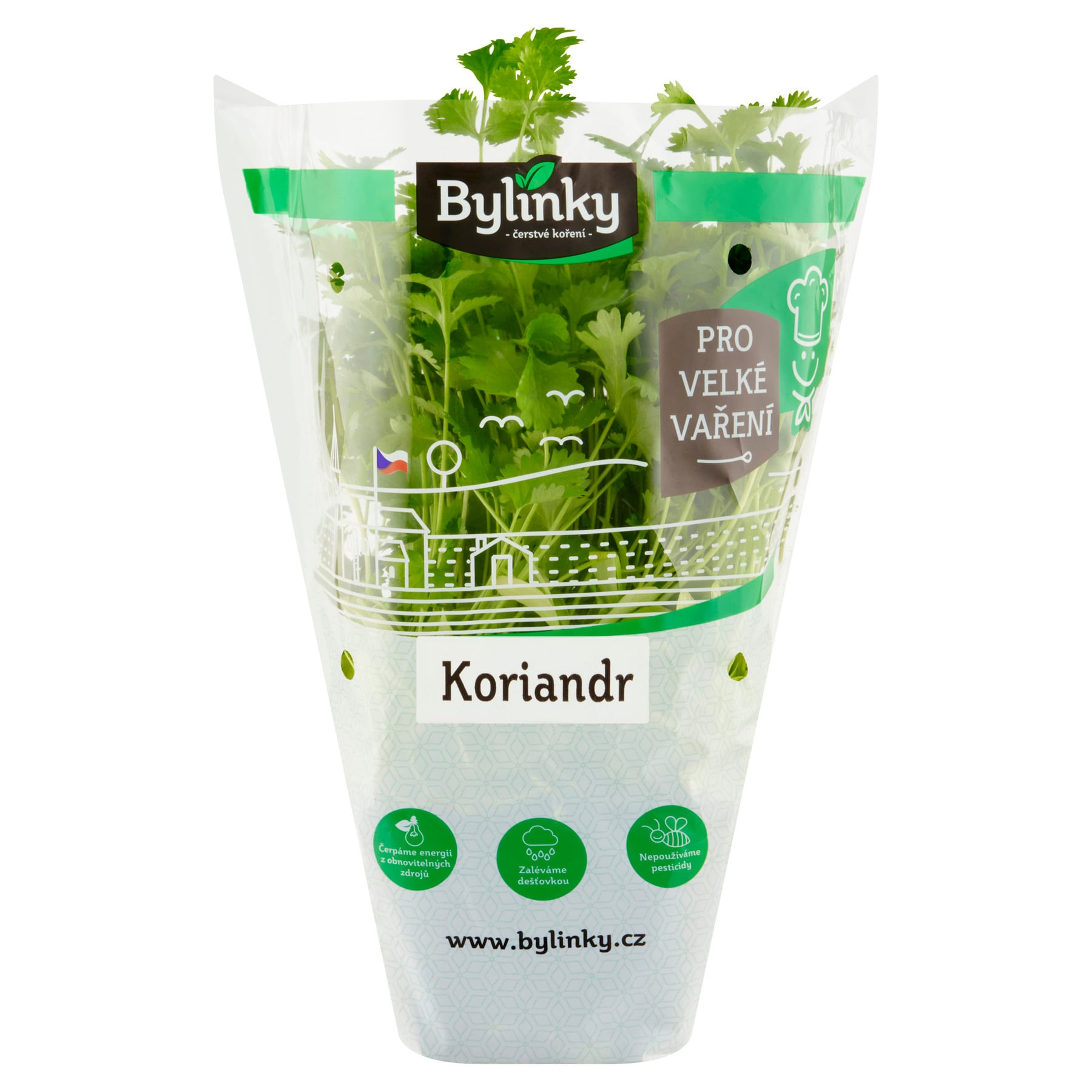 Koriandr v květináči XXL (Pro velké vaření)