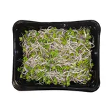 Klíčky čínské ředkvičky (China Rose sprouts), vanička