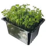 Microgreens – Komatsuna zelená, vanička