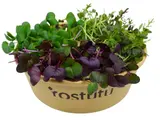 Microgreens "Ostrý mix" tří druhů, vanička