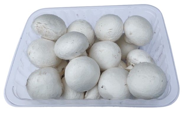 Žampiony bílé balené 500 g