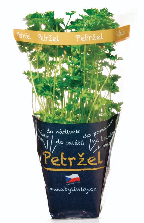 Petržel kadeřavá v květináči 1 ks