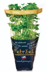 Petržel kadeřavá v květináči 1 ks
