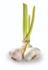 Česnek čerstvý svazek (3-5ks)
