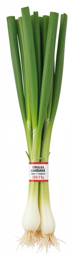 Cibulka lahůdková
