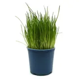BIO Pažitka, květináč "13 cm"