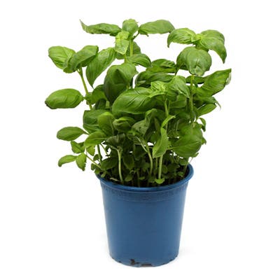 BIO Bazalka, květináč "13 cm"
