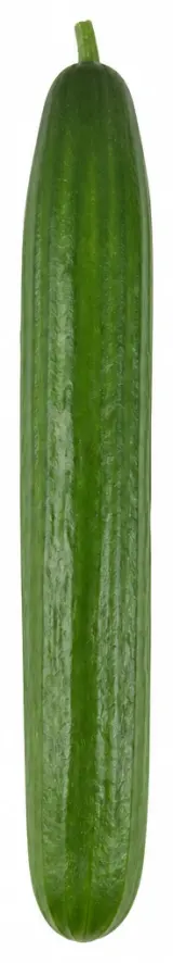 Okurka salátová