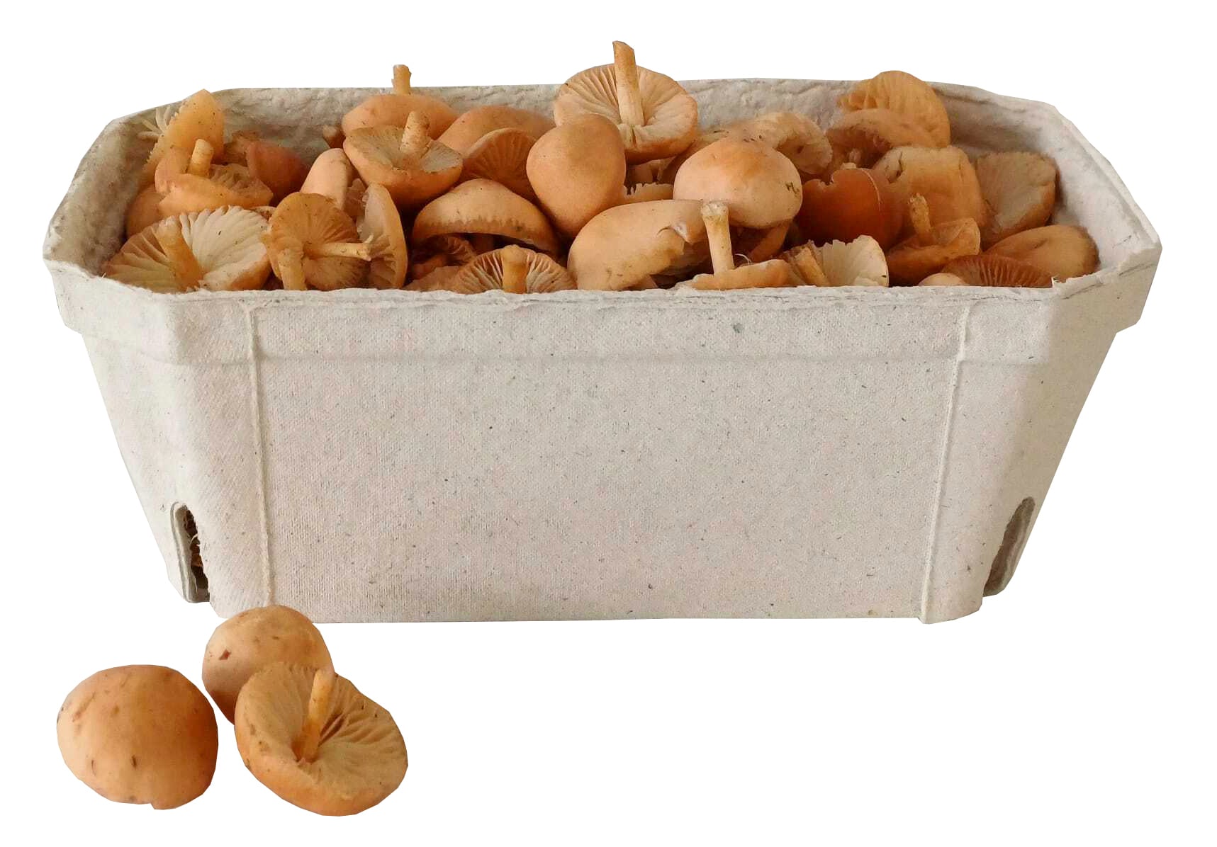 Špička obecná, balení