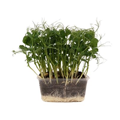METRO Chef Microgreens - Hrášek setý 1 ks
