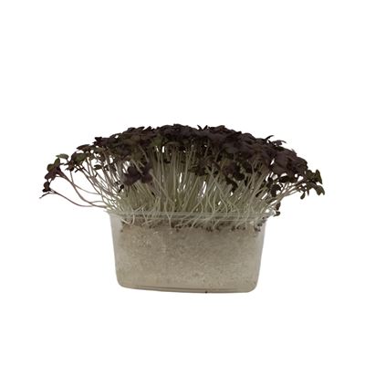 METRO Chef Microgreens - Hořčice červená 1 ks
