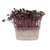 METRO Chef Microgreens - Ředkvička Red Sang 1 ks