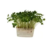 METRO Chef Microgreens - Ředkvička Daikon 1 ks