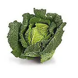 Kapusta kadeřavá zelená čerstvá váž. cca 500 g