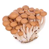 Shimeji hnědé čerstvé 150 g