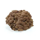 Maitake 150 g vanička