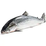 Losos obecný chlaz. váž. cca 5 - 6 kg