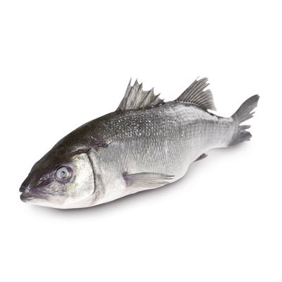 Vlk mořský Chorvatsko chlaz. váž. 1x cca 300-600 g