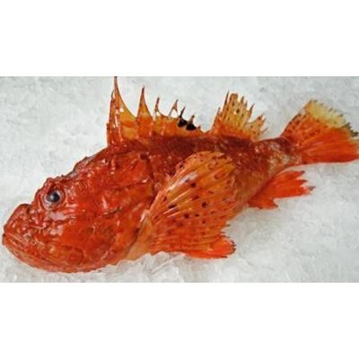 Ropušnice obecná kuchaná chlaz. váž. cca 1 - 1,5 kg