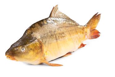 Kapr obecný živý - výběr váž. 1x cca 2,5 kg