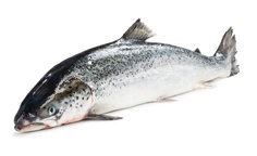Losos obecný chlaz. váž. 1x cca 4 - 5 kg