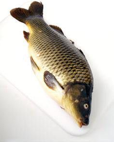 Kapr obecný kuchaný chlaz. váž. 1x cca 1,7-3 kg