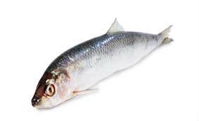 Sleď obecný celý 4-6 ks chlaz. váž. cca 1 kg