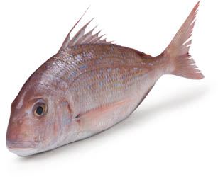 Zubatec hrbohlavý chlaz. váž. cca 0,5 - 1 kg