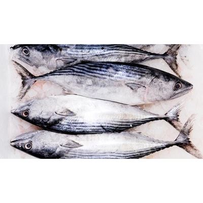 Tuňák malý nekuchaný chlaz. váž. cca 1 - 10 kg