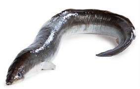 Úhoř mořský kuchaný chlaz. váž. cca 7 - 10 kg