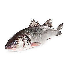 Vlk mořský nekuchaný chlaz. váž. cca 2 - 3 kg