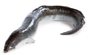 Úhoř mořský kuchaný chlaz. váž. cca 10 kg