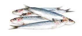 Sardinka obecná 10-15 ks chlaz. váž. cca 1 kg