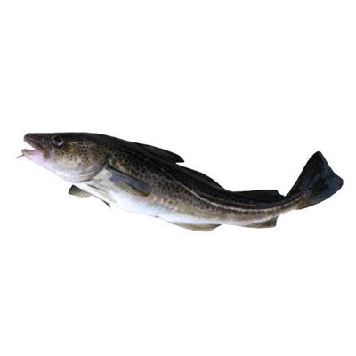 Treska obecná s hlavou chlaz. váž. cca 2 - 5 kg