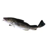 Treska obecná s hlavou chlaz. váž. cca 2 - 5 kg