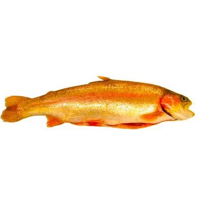 Pstruh Aquabonita kuchaný chlaz. váž. cca 200 - 450 g