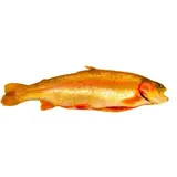 Pstruh Aquabonita kuchaný chlaz. váž. cca 200 - 450 g
