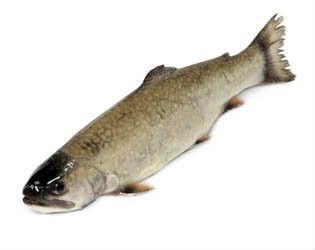 Siven americký kuchaný chlaz. váž. cca 200 - 600 g