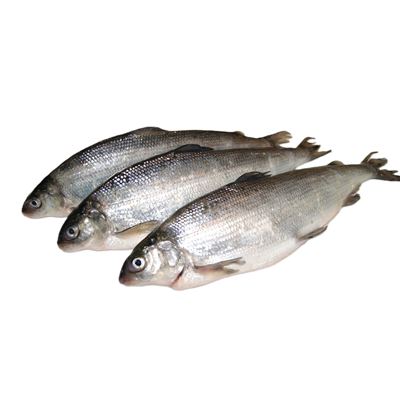 Síh kuchaný chlaz. váž. cca 200 - 400 g/ks