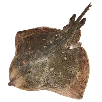 Rejnok dvouskvrnný chlaz. váž. cca 4 kg/ks