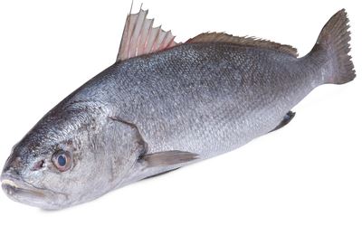 Smuha královská chlaz. váž. cca 4 kg+