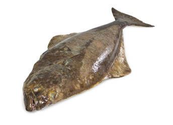 Halibut norský celý chlaz váž. cca 3 - 5 kg