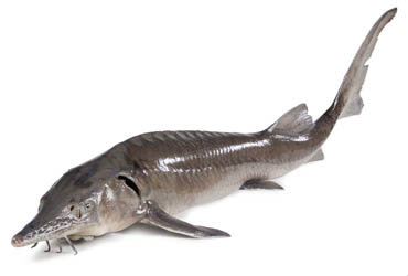 Jeseter bílý kuchaný chlaz. váž. cca 6 kg