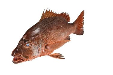 Chňapal Malabarský chlaz. váž. cca 1 kg
