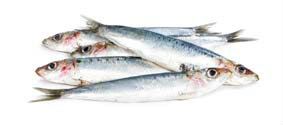 Sardinka obecná chlaz. váž. 1 kg box